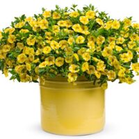 Calibrachoa Superbells Lemon Slice