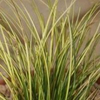 Carex brunnea Jenneke PBR