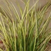 Carex brunnea Jenneke PBR