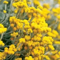 Chrysocephalum Flambe Yellow