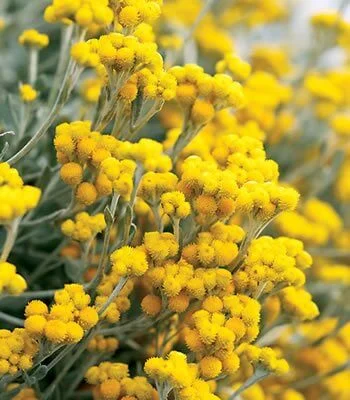 Chrysocephalum Flambe Yellow