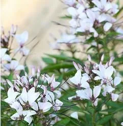 Cleome Senorita Blanca