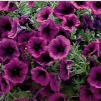 Petunia Supertunia Merlot