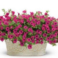 Petunia Supertunia Sangria Charm