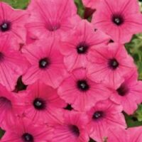 Petunia Supertunia Vista Fuchsia