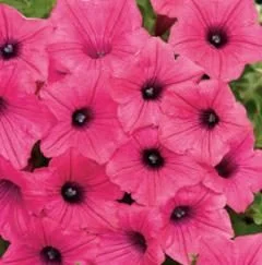 Petunia Supertunia Vista Fuchsia