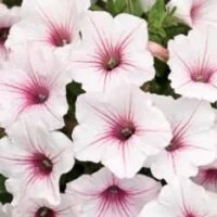 Petunia Supertunia Vista Silverberry
