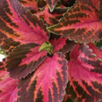 Solenostemon (Coleus) Kingswood Torch