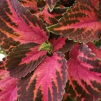 Solenostemon (Coleus) Kingswood Torch