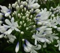 Agapanthus praecox Blue Ice PBR