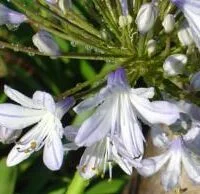 Agapanthus praecox Opal Sky PBR