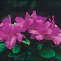 Azalea x encore TM Autumn Amethyst PBR