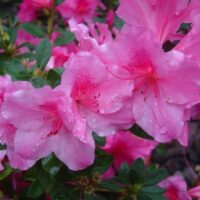 Azalea x encore TM Autumn Royalty