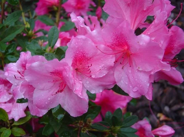 Azalea x encore TM Autumn Royalty