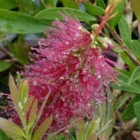 Callistemon Burgundy Jack