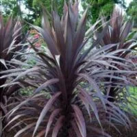 Cordyline Burgundy Spire PBR