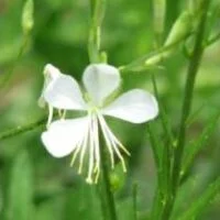 Gaura lindheimerii So White PBR
