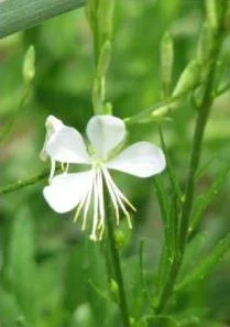 Gaura lindheimerii So White PBR