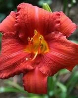 Hemerocallis Ruby Stella
