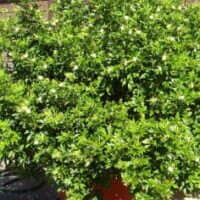 Murraya panniculata Mini Mike PBR