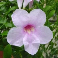 Pandorea jasmenoides Southern Belle PBR &