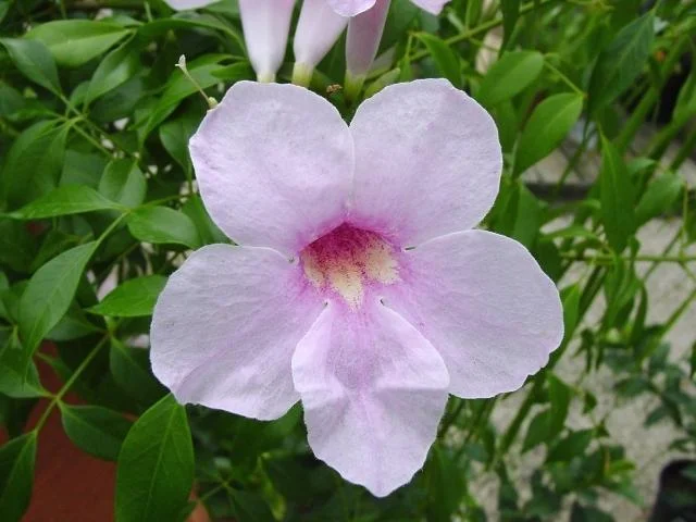 Pandorea jasmenoides Southern Belle PBR &