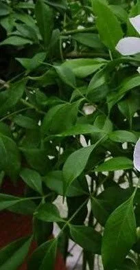 1380708508_Pandorea jasmenoides Southern Belle PBR & ™