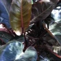 Philodendron Rojo Congo PBR