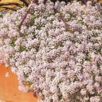 Lobularia Princess in Purple