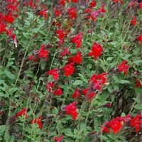 Salvia greggii Mesa