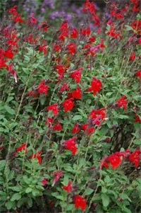 Salvia greggii Mesa