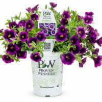 Calibrachoa hybrid Superbells Grape Punch