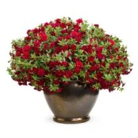 Calibrachoa hybrid Superbells Double Ruby