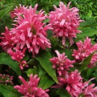 Justicia carnea