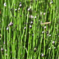Equisetum variegatum