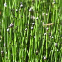 Equisetum variegatum