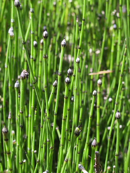 Equisetum variegatum
