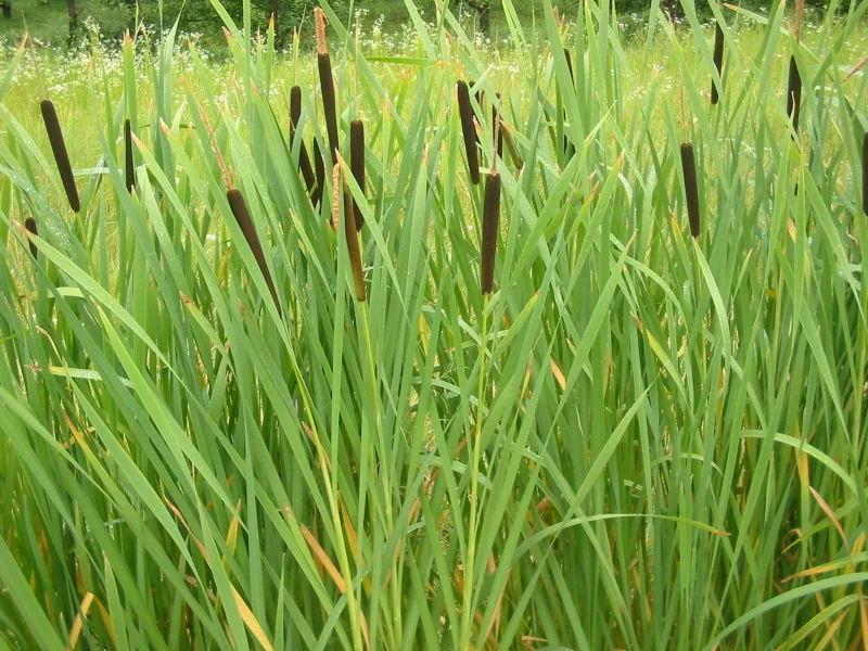 Typha species