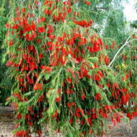 Callistemon viminalis