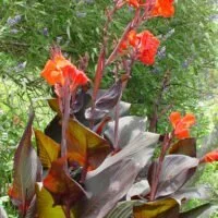Canna Species