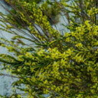 Gnidia oppositifolia