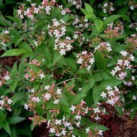 Abelia grandiflora 'Prostrata'