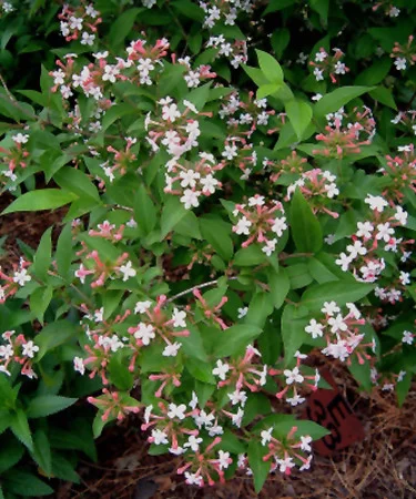 Abelia grandiflora 'Prostrata'