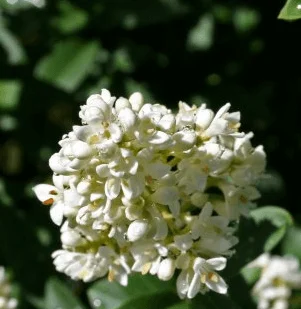 Ligustrum ibota