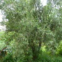 Freylinia lanceolata