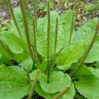 Plantago