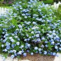Plumbago