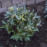 Sarcococca hookeriana var. humilis