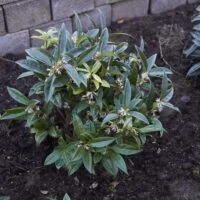 Sarcococca hookeriana var. humilis