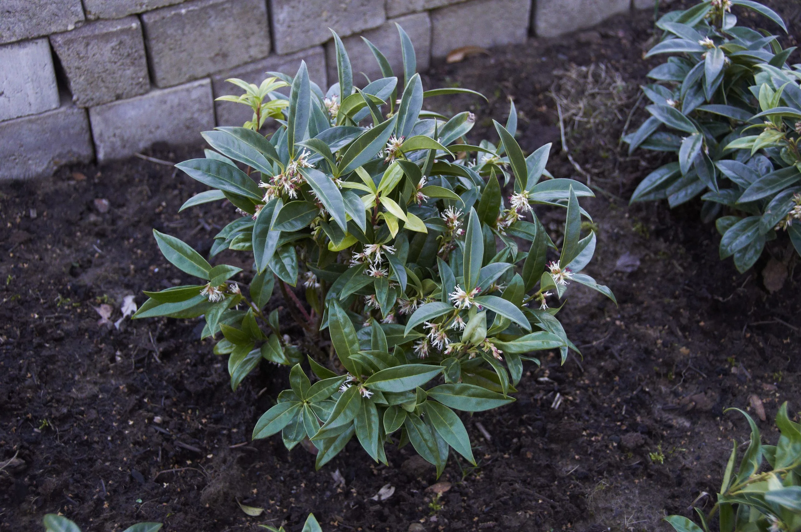 Sarcococca hookeriana var. humilis